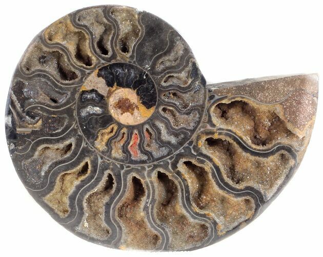 Split Black/Orange Ammonite (Half) - Unusual Coloration #55648